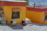 Woman and Sheep