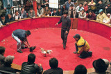 The Cock Fight, III
