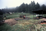 Grinding Sugar Cane