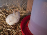 Chick Drinking Water