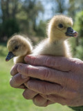 Toulouse Goslings