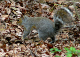 Squirrel Getaway