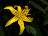 Asiatic Lily