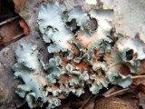 Lichen It