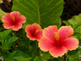 Hibiscus