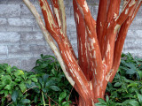 Colorful Crepe Bark