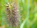 Fuzzy Wuzzy Grass