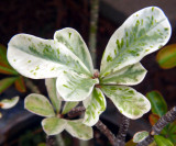 Butterfly leaves