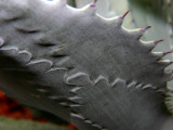 Armored Leaves