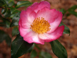 Camelia