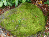 Mossy Steps