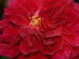 Pinnochio Rose