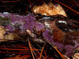 Purple Fungus