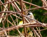 Chickadee