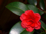 Camelia