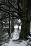 Reekie Linn.