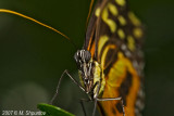 Macro #4
