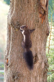 Squirrel near our hostel in Agios Georgios