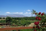 Milia view