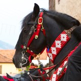 Horse with traditional pilgrim riders outfit