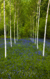 Birch trees and bluebells.