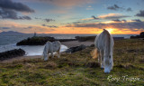 two ponies grazing.jpg