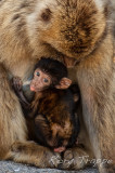 Gibraltar apes