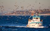 Fishing boat returning to port at Estepona, Spain