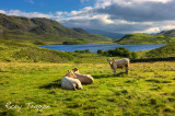 Cattle at Creggenen.