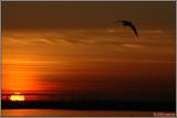 DSC_1659 1-1 On a mission 1.jpg
