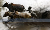 Side view of the bull race