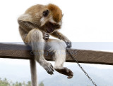 monkey business