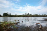 Mangroves in Rantau Abang, Terengganu