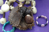 Tagua seed