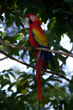 Resident Macaws