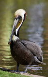 pelicano100307.jpg
