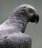 African Grey Parrot (May 07)