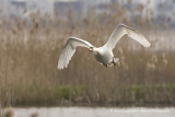 Mute Swan - Knobbelzwaan