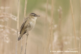 Sedge Warbler - Rietzanger