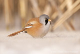 Bearded Tit - Baardman