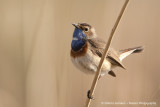 Bluethroat  - Blauwborst