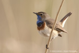 Bluethroat  - Blauwborst