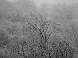 Snowy Trees