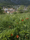 Tarascon and poppies