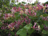 Lots of honeysuckle