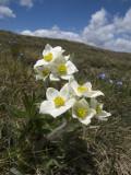 Ariege-Andorra walk - flowers