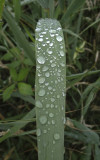 Rain on leaf