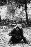 mountain gorilla teenager