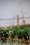 delicate touch