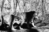 amur tigers at play